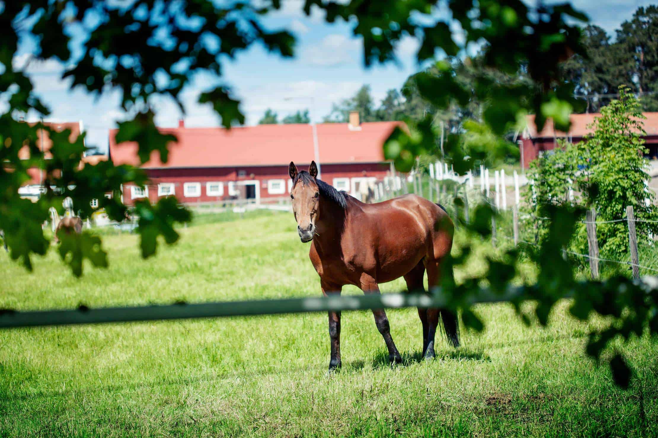 Läs mer om artikeln Upplands Väsby kan bli Sveriges Miljöbästa kommun